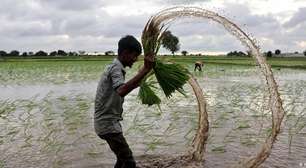Combinação de El Niño e guerras pressiona segurança alimentar global