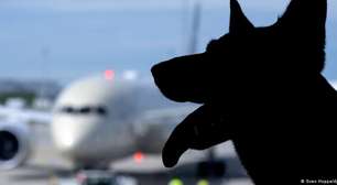 Aérea italiana permitirá cães de até 30 kg na cabine do avião