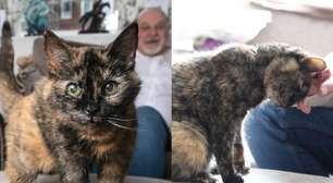 Gata com idade equivalente a 146 anos humanos impressiona com rotina inusitada