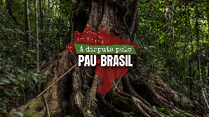 A disputa pelo pau-brasil