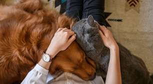 Como o seu signo influencia na escolha entre gatos e cachorros!