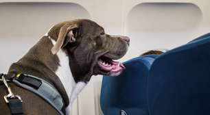 Cães de grande porte na cabine do avião: o que muda com a nova regra da Ita Airways