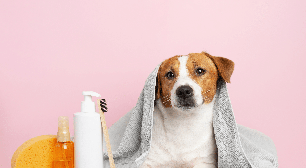 Banho no inverno: 6 dicas para garantir a segurança e o conforto dos animais