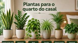 Bem-estar: 12 plantas para quarto de casal que podem transformar o ambiente