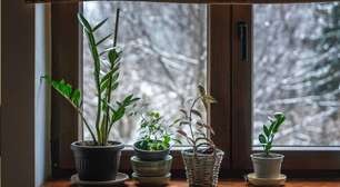 3 dicas essenciais para proteger suas plantas no Inverno e garantir folhas saudáveis