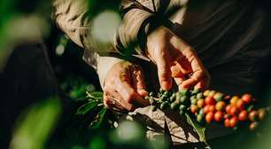 Nespresso vai plantar cerca de 100 mil árvores em fazendas de café