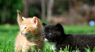 Nomes combinando: 10 opções interessantes para dois gatos