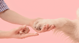 Almofadinhas ressecadas: veja como evitar e tratar esse problema nas patas dos pets