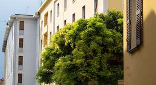 As cidades espanholas estão cheias de uma árvore que cobre tudo de flores e frutos; há uma razão para elas estarem lá