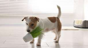 3 plantas que afastam pulgas e carrapatos de forma natural