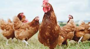 Exportação de frango brasileiro para a União Europeia cresce mais de 50% no 1º semestre