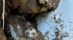 Cachorro é resgatado após 19 horas sob escombros de um muro que desabou em SC