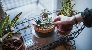 5 plantas que sobrevivem com pouca luz e transformam apartamentos