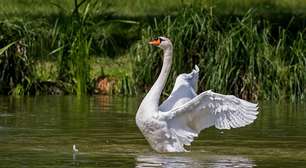 Cisnes: elegância, força e curiosidades sobre uma das aves mais belas do mundo