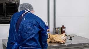 Porto Alegre avalia Projeto que torna obrigatória a presença de Veterinários no SUS Municipal