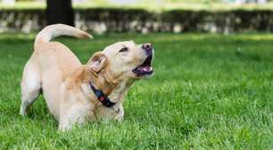 Por que o mês de agosto é chamado de 'Mês do Cachorro Louco'? Entenda a explicação