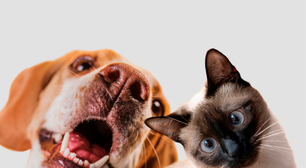 Clínica Veterinária do IBMR, na Barra, promove campanha de vacinação a preços populares