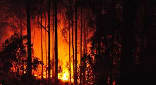 Em 1950, Portugal plantou eucaliptos para estabilizar seus solos. Sem saber, multiplicou a velocidade com que os incêndios se propagam