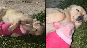 Porquinha resgatada de chiqueiro cria laço com golden retriever e vídeo viraliza nas redes