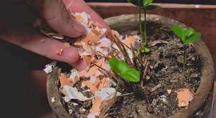 Casca de ovo faz bem para as plantas? Saiba como usar sem prejudicar o cultivo