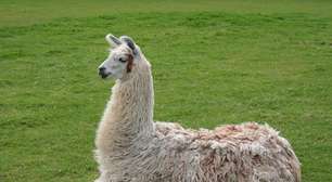 Lhamas: conheça as curiosidades do simpático animal que se tornou símbolo dos Andes