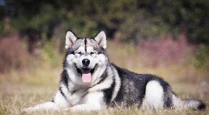 Cachorros estadunidenses: 5 raças originárias dos Estados Unidos