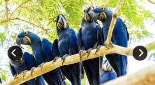 Projeto Água Vida leva preservação a todos os biomas