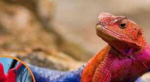 Conheça o lagarto africano que parece usar o uniforme do Homem-Aranha