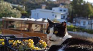 Morar na Grécia para cuidar de gatos: esta ilha oferece casa, café da manhã e 5 horas de trabalho com felinos