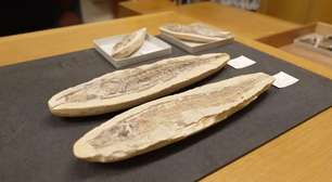 Os fósseis brasileiros guardados em museu britânico que voltarão ao país para recompor acervo do Museu Nacional destruído em incêndio