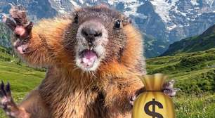Cientistas criam OnlyFans de marmotas para financiar pesquisa