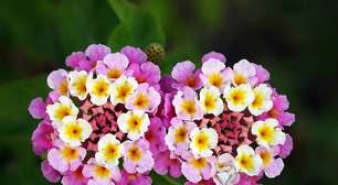 Lantana: a planta colorida que encanta pela beleza e resistência