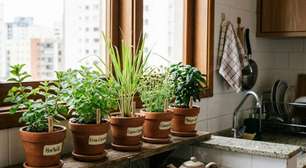 Monte um jardim de chás em casa: 5 plantas que crescem em vasos e deixam a cozinha sempre perfumada