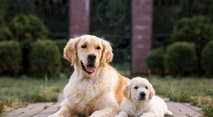 7 dicas para apresentar um filhote para um cachorro mais velho