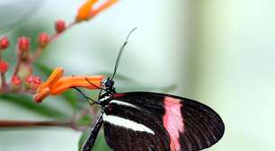 Visão poderosa: estudo revelou habilidade extraordinária de borboleta para encontrar flores em florestas densas