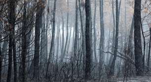 Megaincêndios aceleram debate sobre florestas mais resistentes ao clima extremo na França