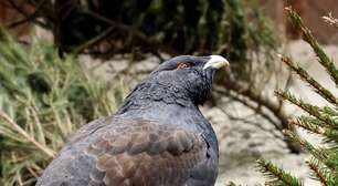 Na Espanha, apenas 1 de 30 aves ameaçadas de extinção sobrevive no habitat natural após criação em cativeiro