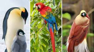As aves com as plumagens mais impressionantes da natureza