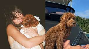 Poodle Toy da Bruna Marquezine é a segunda raça mais inteligente do mundo