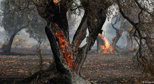 Incêndios e seca na Europa podem elevar preço global do azeite de oliva