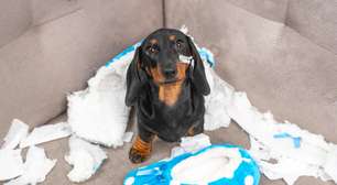 5 sinais de ansiedade em cachorros e como ajudar seu pet