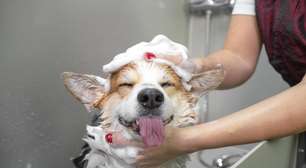 Banho em pets no inverno: cuidados essenciais para mantê-los saudáveis