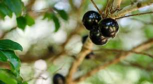 Pesquisa detalha riqueza nutricional de 19 frutos brasileiros
