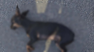 Filho denuncia o próprio pai por maus-tratos a cachorro e leva o animal morto até a Polícia