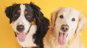 Nomes combinando: 10 opções perfeitas para dois cachorros