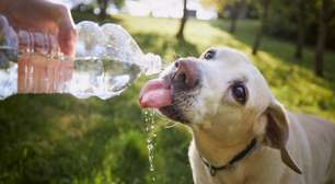 Como proteger os pets dos efeitos climáticos do El Niño? Entenda