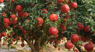 4 árvores frutíferas que você não deve ter no pomar ou jardim de sua casa; nós explicamos por quê