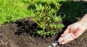 Nem adubo caro faz isso: bicarbonato pode transformar suas plantas de casa