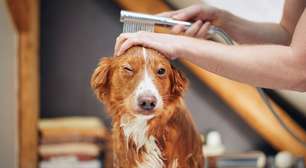 Dicas práticas para manter seu cachorro sempre cheiroso e saudável