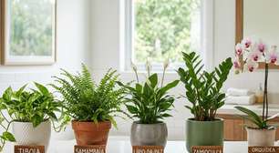 Plantas no banheiro fazem bem? 10 espécies que deixam o ambiente mais agradável